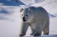 《动物园之星》首款DLC已正式推出 与北极熊相约