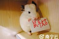 春节即将到来，鼠类宠物成为不少市民的“心头好”