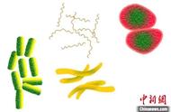 中科院微生物所科普：抗生素为何不能抗病毒