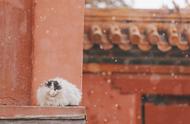 北京又下雪了，记得雪中故宫里的猫