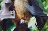 除了蝙蝠，这9大“野味”也不可食用，为了健康，请管住嘴
