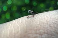 蚊子咬了怎么消肿止痒最快，这六个方法能缓解蚊子咬的痛苦