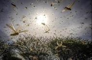 过量降雨引发千亿蝗虫肆虐，干旱就能减少虫灾吗？