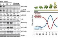 科学家发现miRNA和效应蛋白在植物与病原微生物战役中的新功能