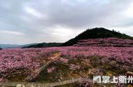 阳春三月，衢州这些花花世界也太美了吧