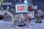 猫咪狗狗包场！水族馆闭馆后迎来特殊“客人”