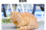 北大学生为校园流浪猫做图谱火了，一小时60万次"云吸猫"