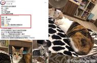 先生对猫毛过敏！她痛心开放认养　条件让网友笑：记得结扎