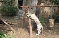 北京动物园那只“画圆”的老虎，换了新窝添了玩具