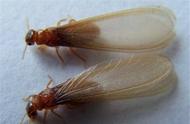 黄梅天下雨能把白蚁淋死吗？12个冷知识颠覆你对白蚁的想象