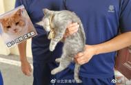 安徽一女子用金镯逗猫结果卡住猫头：保猫还是保镯子？