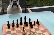 克莱-汤普森更新Ins晒与爱犬Rocco下国际象棋的照片