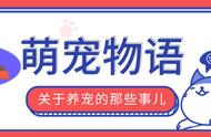 夏日宠物们如何消暑？来宠物游泳馆里看“正宗狗刨”！还有泡泡浴、室内跑步机…丨盛夏时节的爱犬养护