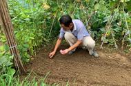 京郊租地种菜蔚然成风 专家称后续市场空间存疑