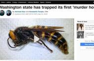 时隔一年，美国终于抓到第一只“杀手大黄蜂”