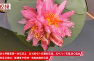 广州七蒂莲入选吉尼斯世界纪录，莲花山堪称“莲花奇观最强诞生地”