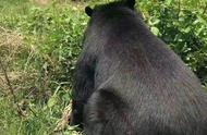 云南丽江一老人上山捡菌碰到黑熊，双双吓懵滚落山坡……