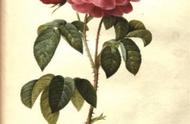 包慧怡：西方文学中的“玫瑰”意象，是诗人们长久的秘密