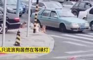 流浪狗是怎么过马路的？网友：给人类上了一课