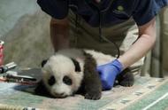 美国国家动物园再次关闭，但通过网络摄像头分享熊猫幼崽“小奇迹”的近况