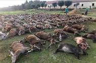 西班牙一伙猎人杀死540只鹿和野猪 将尸体摆在一起拍照炫耀