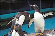 “白眉大侠”来了！20只巴布亚企鹅定居冰城