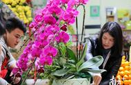 广东线上花市开锣，30个年宵花品种率先上线