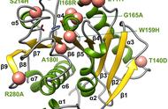 设计酶蛋白，打造“隐形杀手”之绿色“克星”
