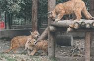 奶凶奶凶的上海动物园美洲狮三兄妹有名字了