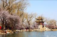 北京市属公园春花观赏季本周开幕 最全赏花攻略请收好