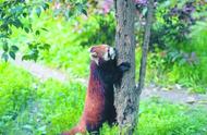 红山的小熊猫“胖胖”被终身认养啦