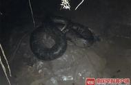 广西一农家乐惊现30公斤大蟒蛇！抓捕时，它突然“醒”了
