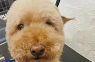 哈尔滨狗狗常用名Top10！你家狗狗叫啥名？