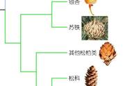 1.26亿年前化石揭秘花朵起源之谜 助解达尔文进化论相悖困惑