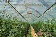 「走进红色文山」一株番茄苗能长30多米高在这样的“智慧大棚”里务工很有价值感