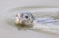 揭秘！萌萌的斑海豹是如何游到沈阳的？这些地方可能也会出现它们的身影