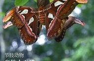 节肢动物·乌桕大蚕蛾：“隐忍与凶悍”——雨林皇蛾的生存智慧