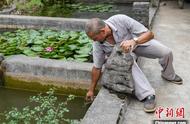 比恐龙还古老！贵州铜仁发现“水中大熊猫”桃花水母