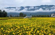 归田园居 | 大理的这些花海田园，藏着最美的乡愁、最慢的生活