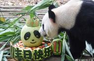 萌化了！大熊猫园舟在深圳庆祝11岁生日