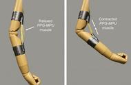 研究：高能形状记忆聚合物可以帮助机器人伸缩肌肉