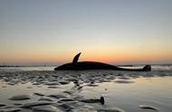 瓜头鲸为何搁浅上海金山海边？或主动来杭州湾觅食但不熟地形