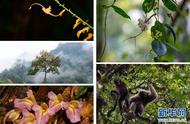 COP15|近年来 云南发现了哪些“网红”新物种？