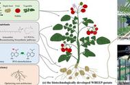 未来太空农场长啥样？科学家：培育全株可食精英植物