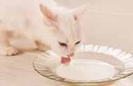 如何正确地给猫刷牙，猫咪定期刷牙可以预防哪些疾病