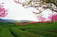 福建漳平自驾，行至永福山下；本是翠茶园，偏有红霞披挂