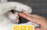 为什么猫不让我碰它的爪子？猫爪子的秘密在这里