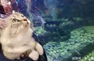 猫咪第一次去水族馆，看到那么多“小鱼干”，整个猫都呆了