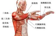 终于出现！国外太极学者绘制的太极起势3D解剖图，它来了