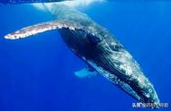 总爱干扰虎鲸捕猎的座头鲸，真的是锄强扶弱的“大洋游侠”吗？